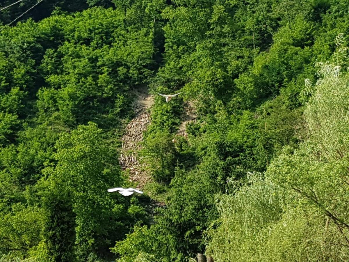 Pensiunea Valea Tonii Strungari المظهر الخارجي الصورة